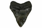 Serrated, Fossil Megalodon Tooth - South Carolina #169211-1